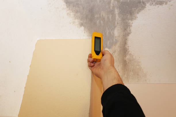 Best Mold-Related Health Consultation  in Hereford, TX