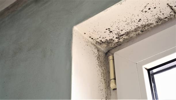 Best Basement Mold Removal  in Hereford, TX