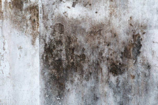Best Commercial Mold Inspection  in Hereford, TX