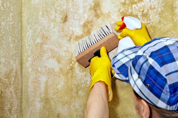 Best Comprehensive Air Testing for Mold Contaminants  in Hereford, TX