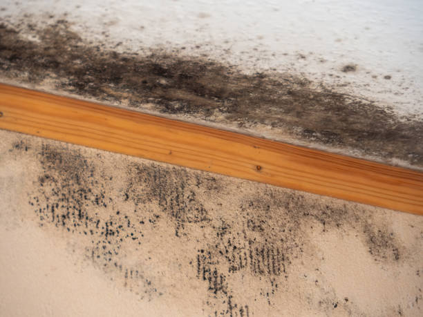Best Emergency Mold Remediation  in Hereford, TX