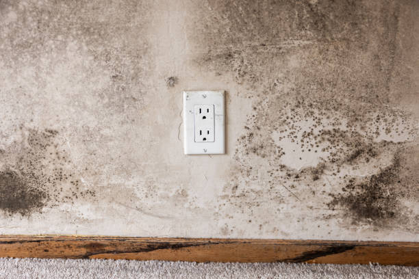  Hereford, TX Mold Removal Pros