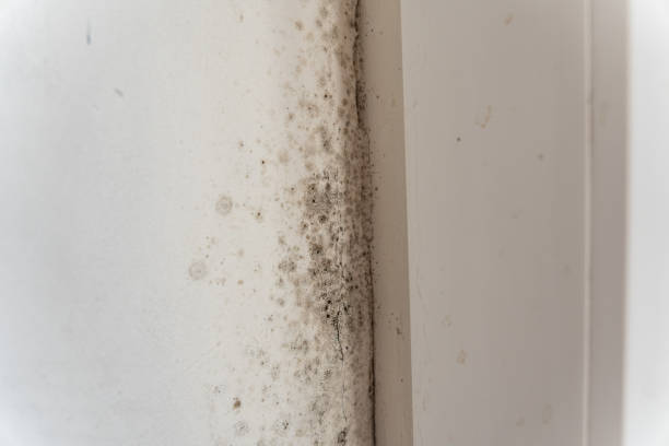 Best Real Estate Mold Inspection  in Hereford, TX