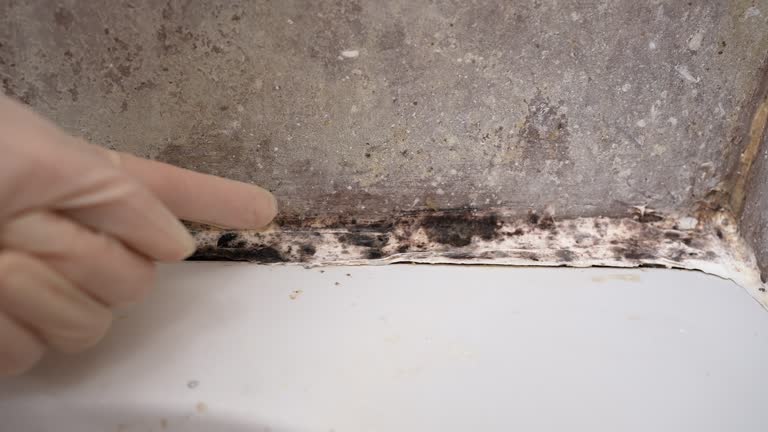 Best Black Mold Removal  in Hereford, TX